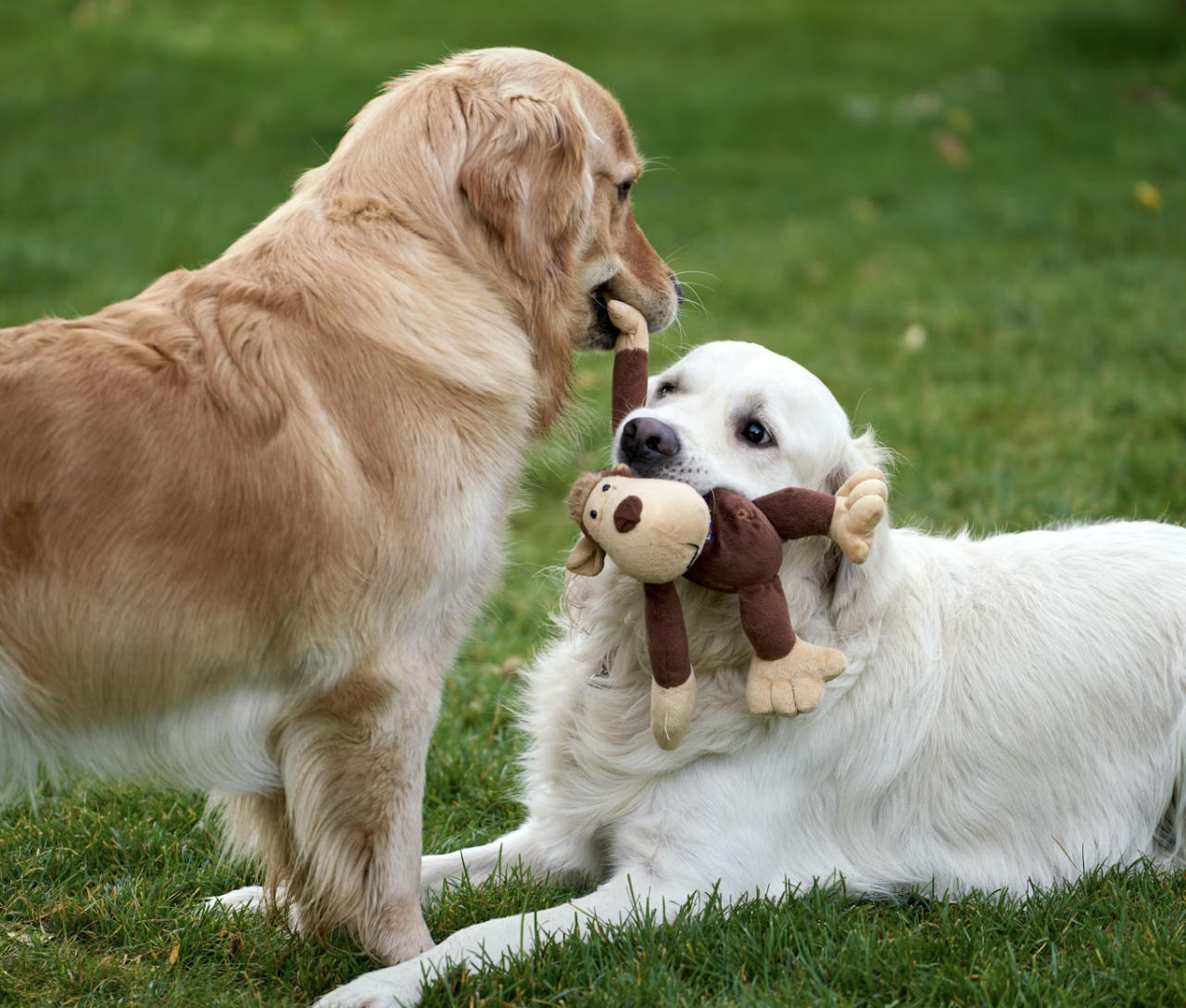 Two dogs play with the same toy. The white golden retriever is holding the toy in his mouth and the brown golden retriever wants the toy. The brown golden retriever is towering over the white golden retriever but the interaction seems peaceful so far. It could change quickly though!
